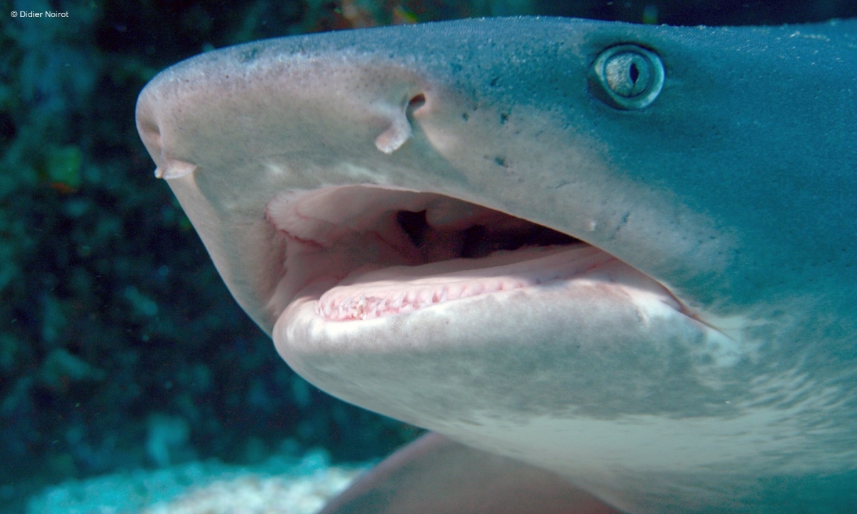 Filmstill aus "Der Hai - Das unbekannte Wesen", ARTE "Winter of Oceans"