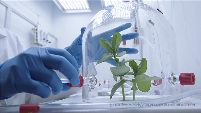DOK fest Munich: "Von Pflanzen und Menschen", Pflanze im Labor