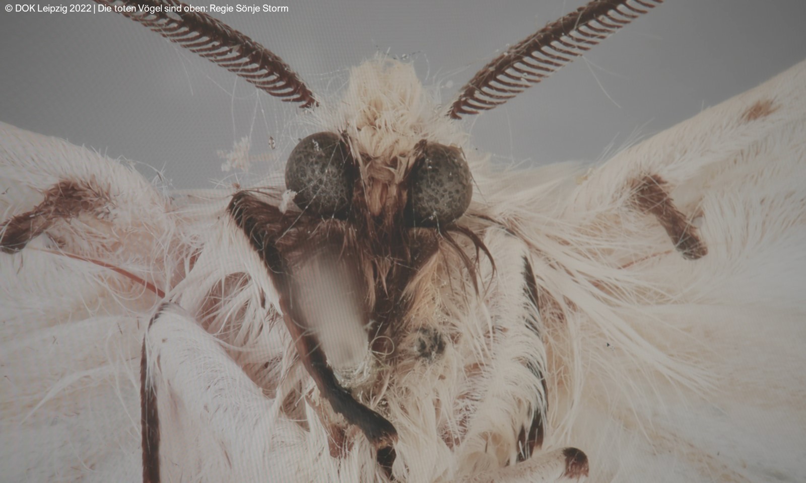 DWB Tote Vögel Foto DOK Leipzig 2022 Die toten Vögel sind oben Regie Sönje Storm bearbeitet