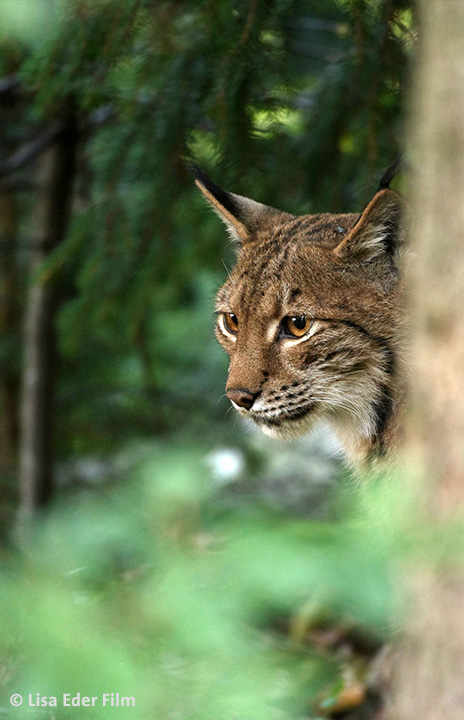 Der Wilde Wald Luchs by Lisa Eder Film web