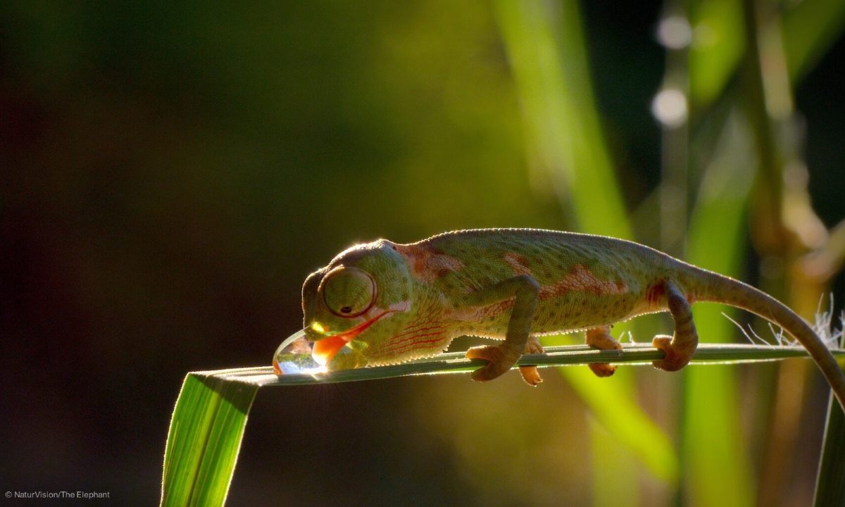 NaturVision 2022 The Elephant web