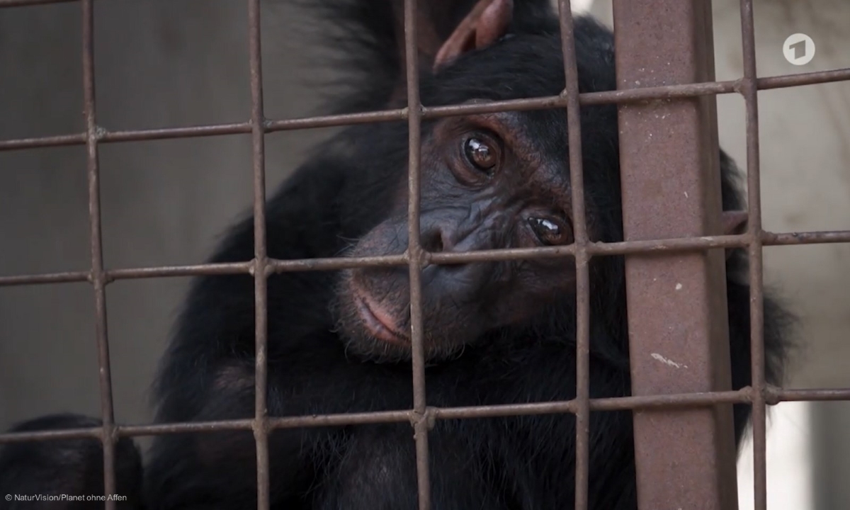 NaturVision 2022 planet ohne affen web