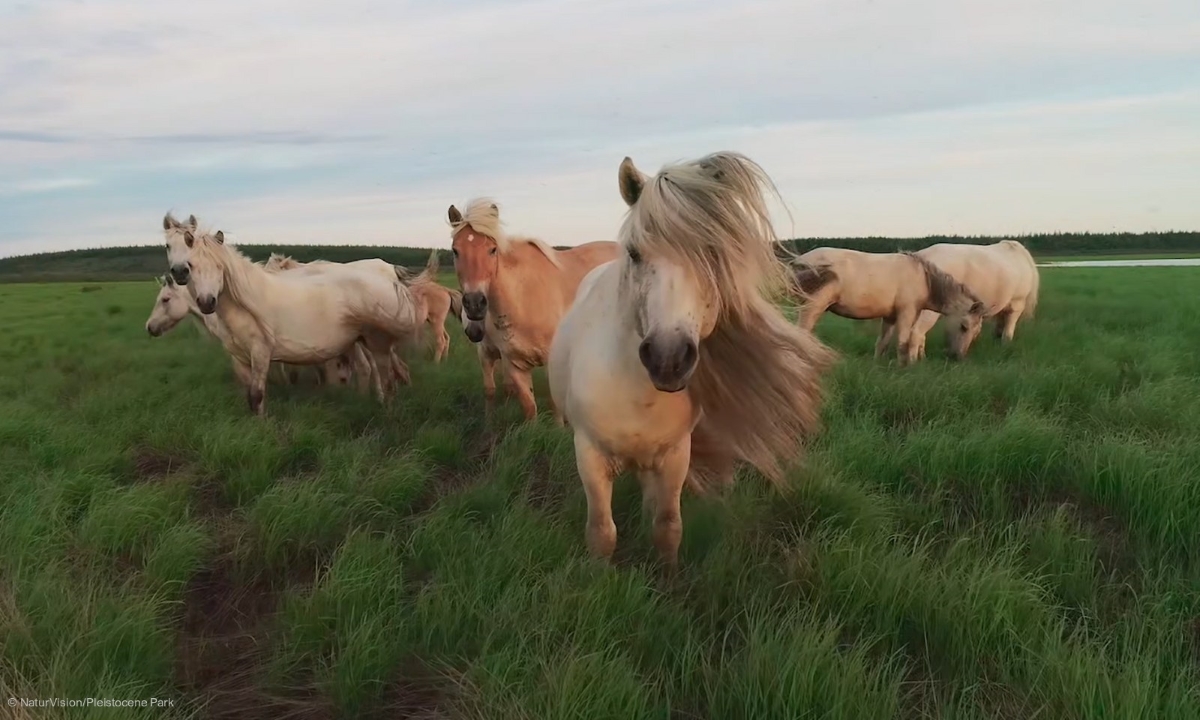 NaturVision 2022 pleistocene park web