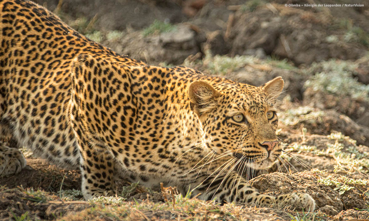 NaturVision2021 Olimba Knigin der Leoparden web