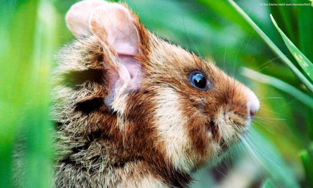 NaturVision2021 der kleine held vom hamsterfeld web