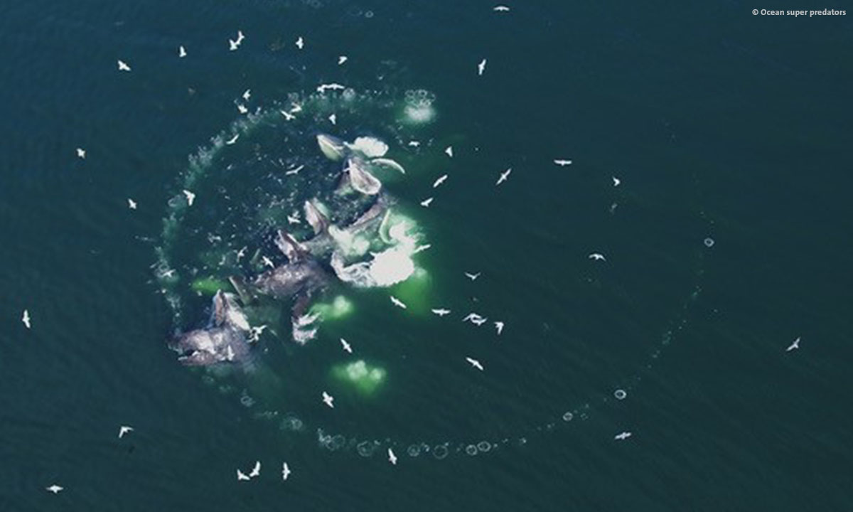 NaturVision2021 ocean super predators web
