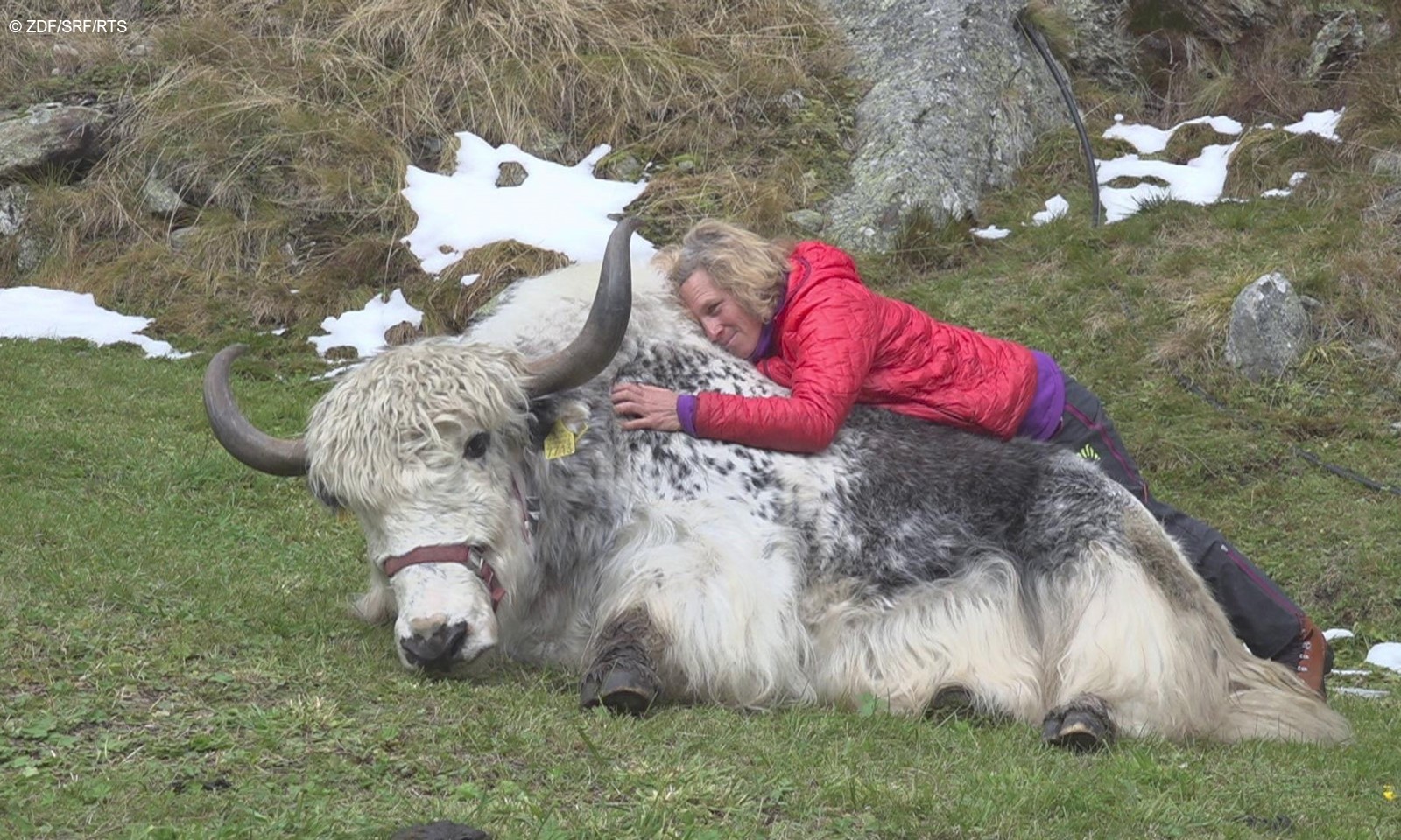 82020 0 2 c ZDF SRF RTS web