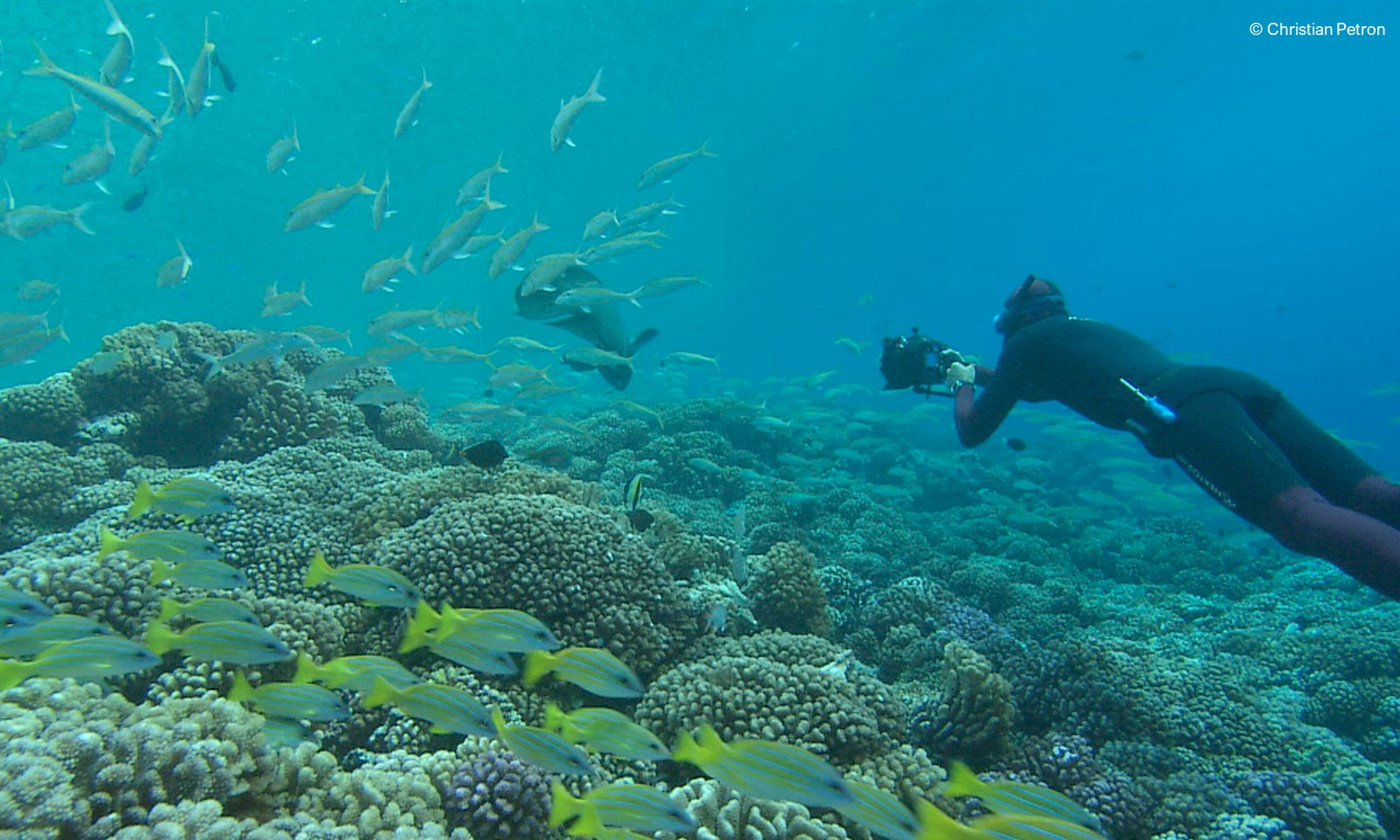 Arte Christian Petron