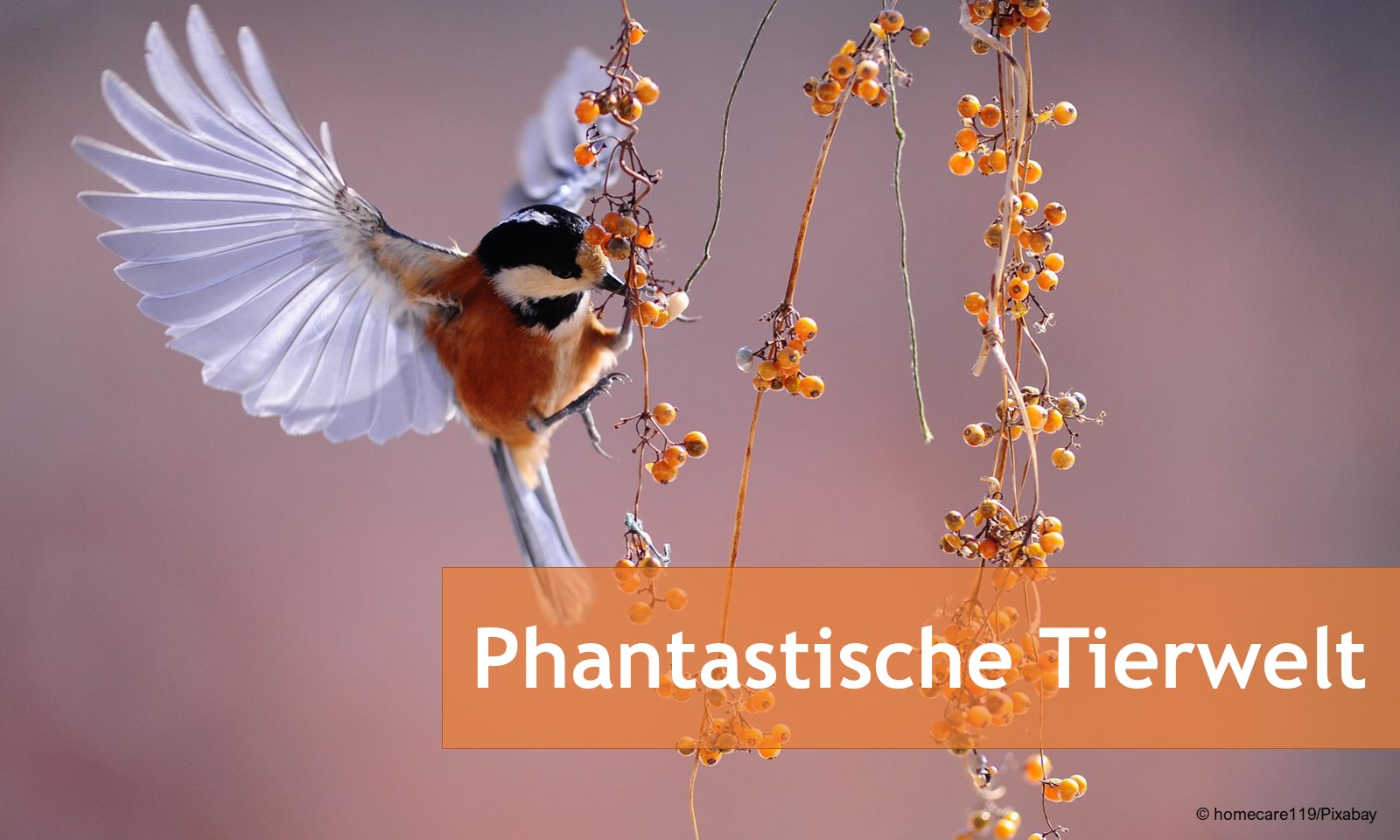 Banner Phantastische Tierwelt