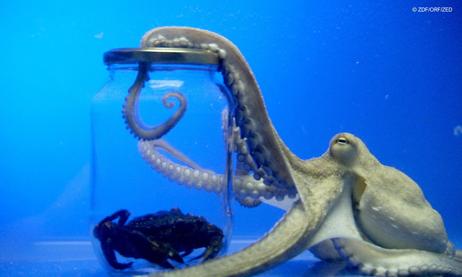 Oktopus web