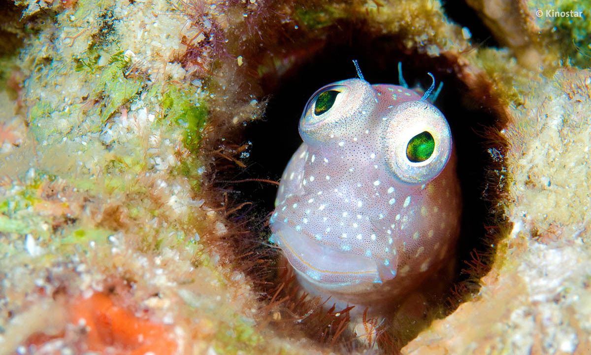 WondersOfTheSea058 WOTS3D Blenny Fiji web