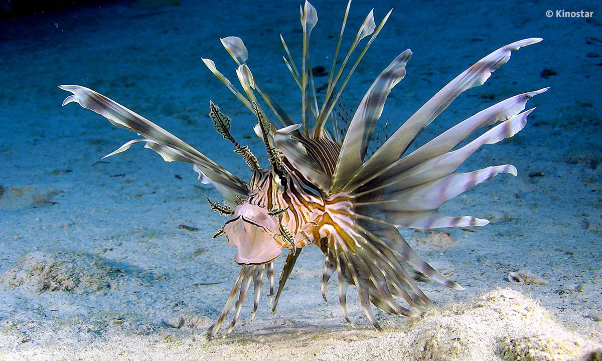WondersOfTheSea 061 WOTS3D RedLionFish Bahamas web
