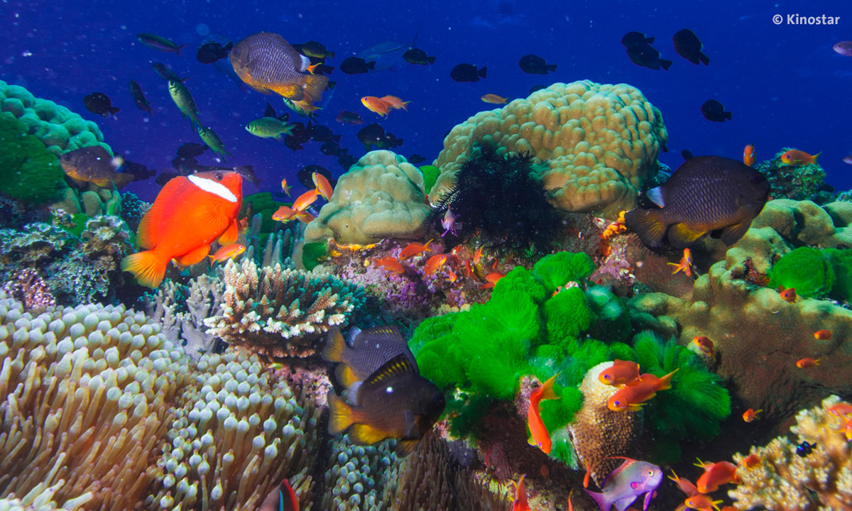 Filmstill aus WONDERS OF THE SEA zeigt farbenprächtige Unterwasserwelt des Meeres