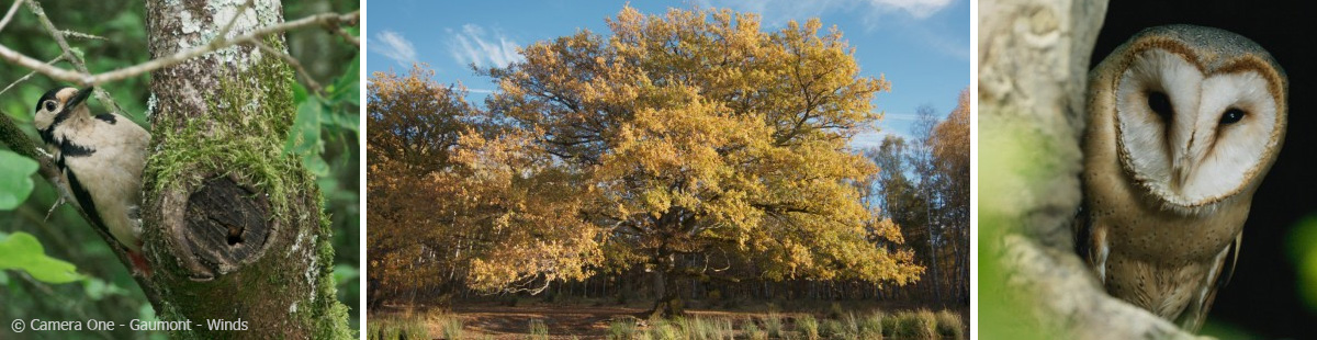 Berlinale22 Special LeChene by CameraOne Gaumont Winds web