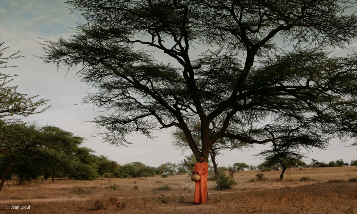 Filmstill aus "Der Waldmacher": Der Musiker Ablaye Cissoko vor einem erhabenen Baum, © Jean Diouf