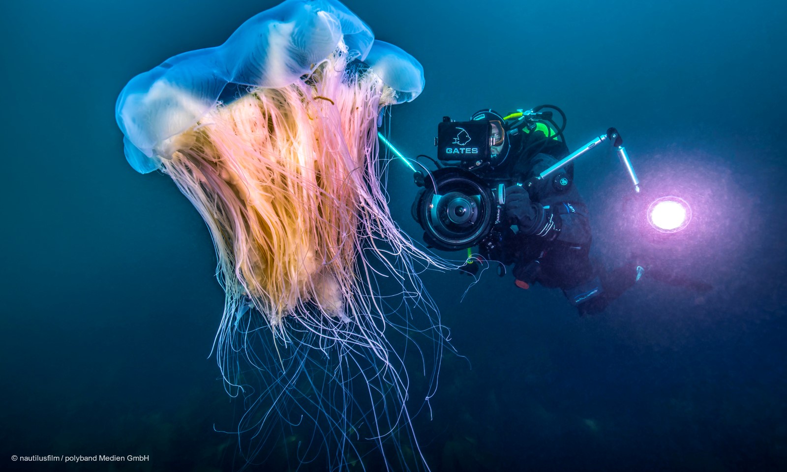 Feuerqualle Foto nautilusfilm polyband Medien GmbH web