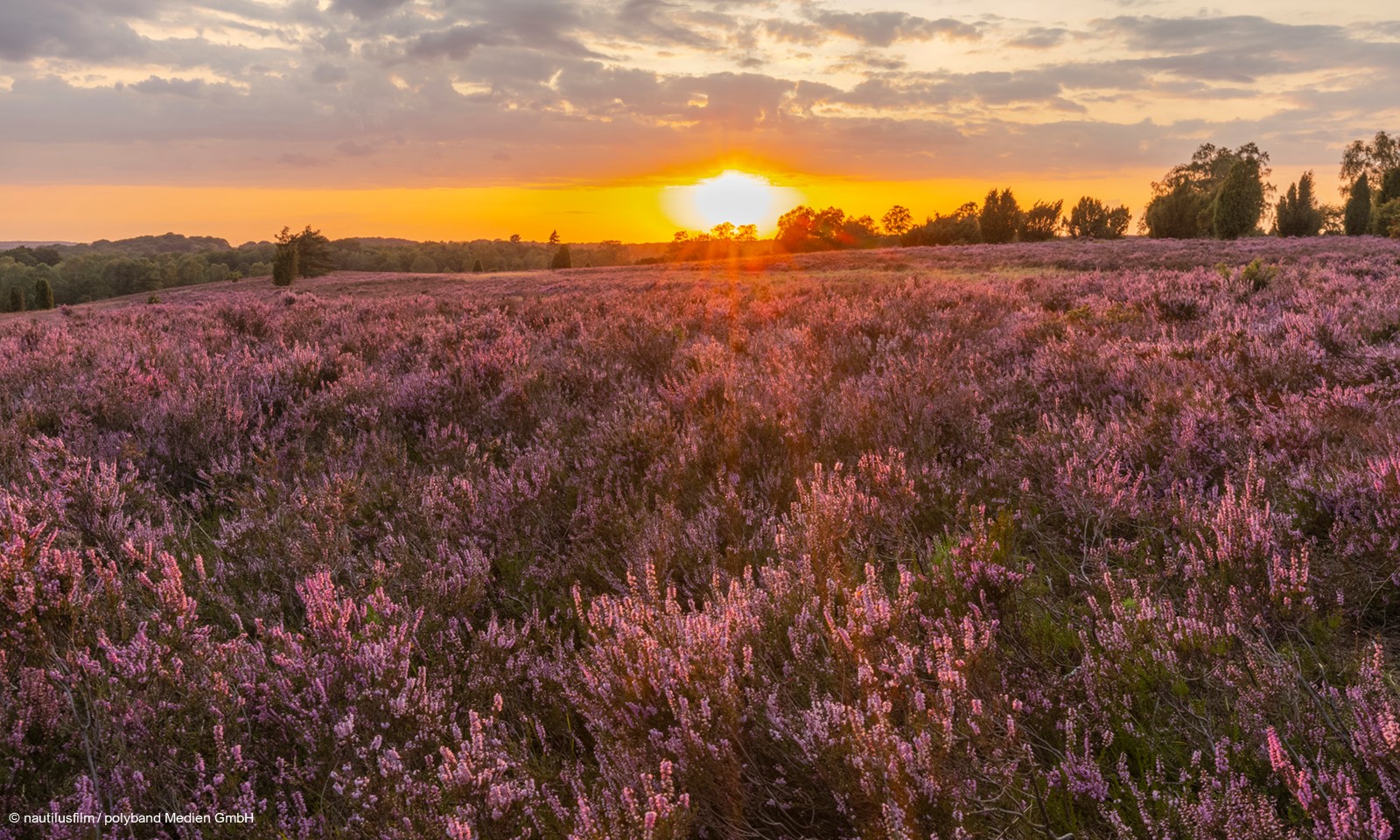 Lüneburgerheide Foto nautilusfilm polyband Medien GmbH web