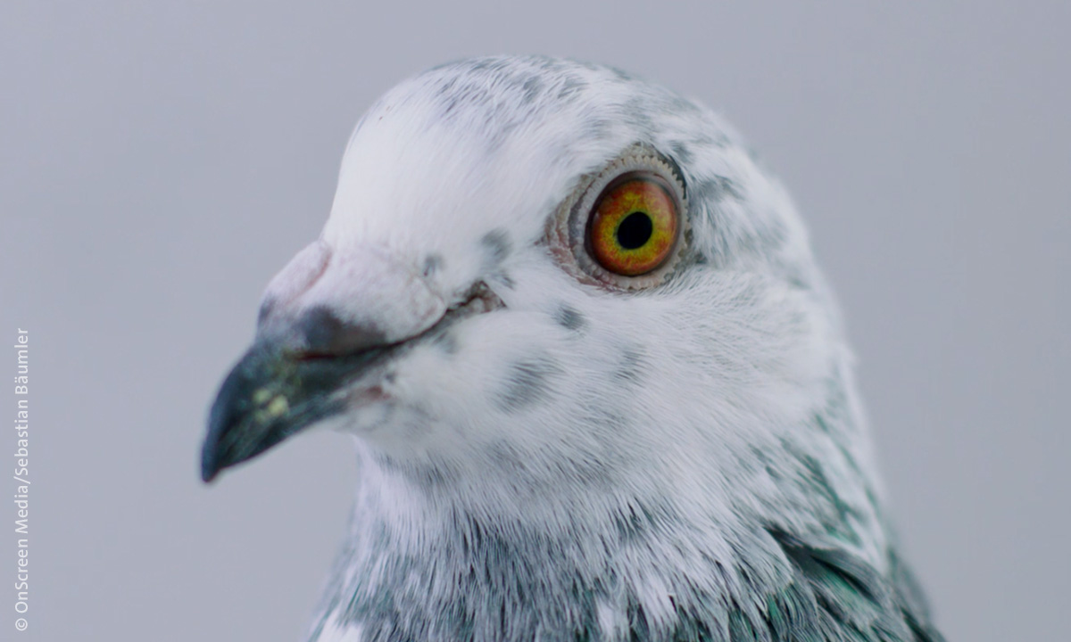 Bild einer Taube, das die DOK Premiere des Dokumentarfilms "Höhenflüge" über die Kommerzialisierung der Brieftaubenzucht illustriert