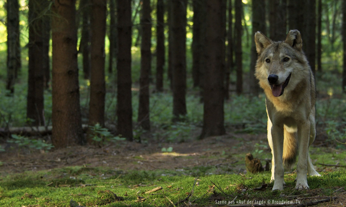 aufderjagd_2_1200px.jpg aufderjagd_2_1200px.jpg