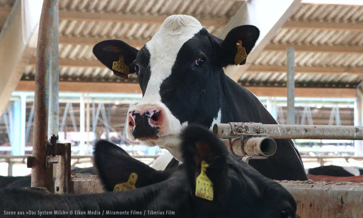das_system_milch_9_1200px.jpg das_system_milch_9_1200px.jpg