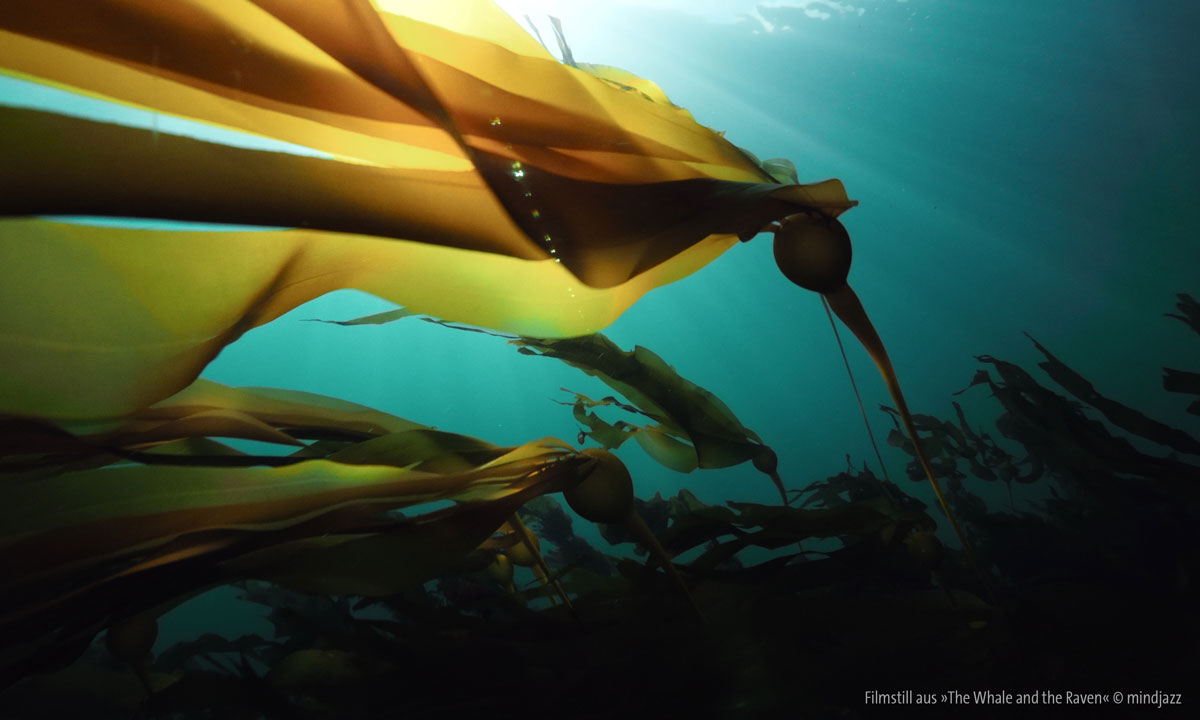 Filmstill aus dem Film &raquo;The Whale and the Raven&laquo; &copy; mindjazz