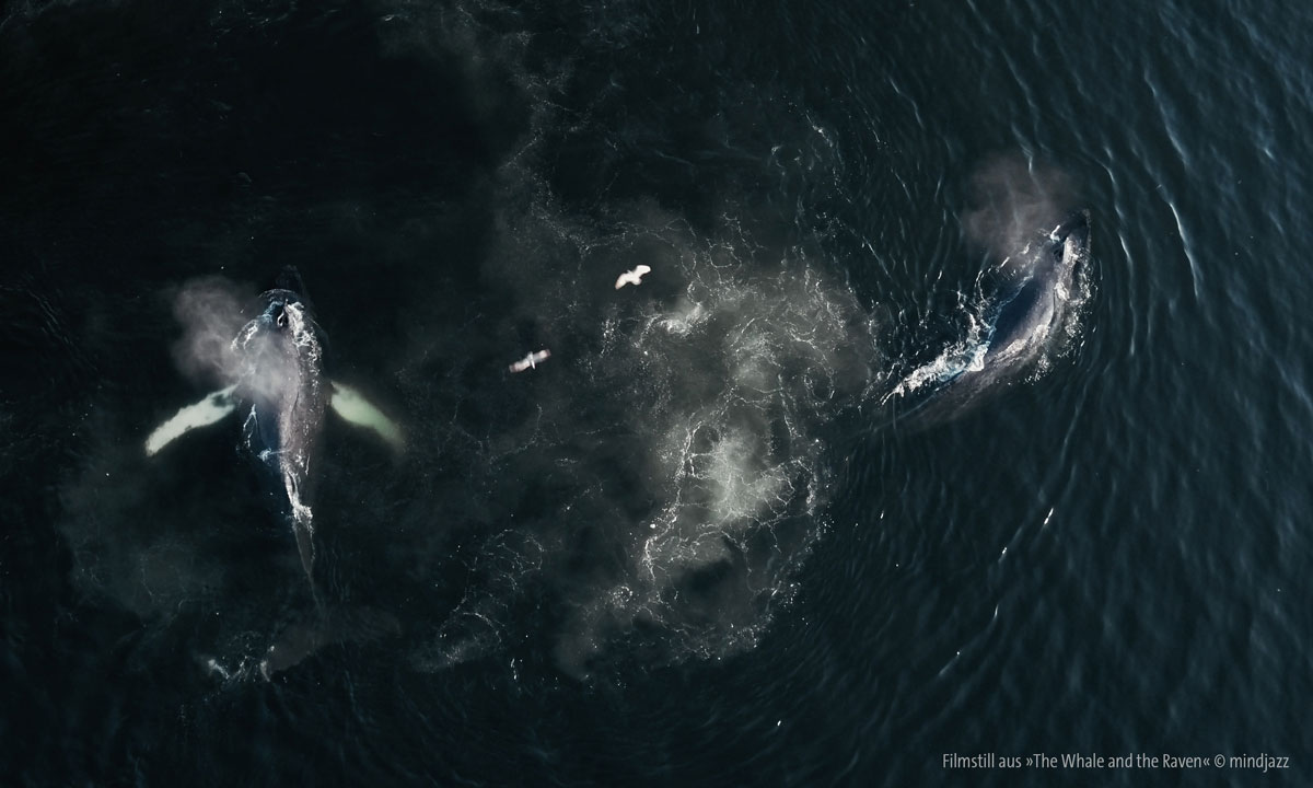 Filmstill aus dem Film &raquo;The Whale and the Raven&laquo; &copy; mindjazz