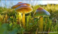 Die Wiese &copy; Polyband Medien