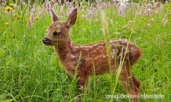 Die Wiese &copy; Polyband Medien