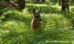 Die Wiese &copy; Polyband Medien